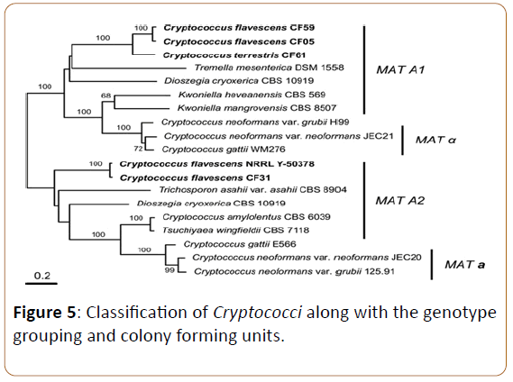 Cryptococcal Meningitis A Deadly Fungal Disease Of Peoples Living With Hiv Aids Improving Access To Essential Antifungal Medicines A Review Study Insight Medical Publishing